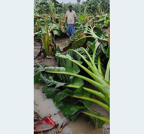 நிவர் புயலால் ஒடிந்து விழுந்து சேதம் அடைந்துள்ள வாழை மரங்கள்.