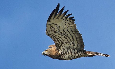 பாதுகாப்போம் பறவைகளை..!