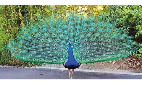 இந்திய மயில்