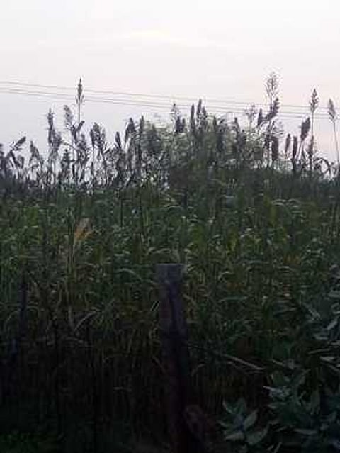 அருப்புக்கோட்டை காந்தி நகா் புறவழிச்சாலை அருகே ஆழ்துளைக் கிணற்றுநீா் சாகுபடியில் செழித்து வளா்ந்துள்ள சோளப்பயிா்கள்.