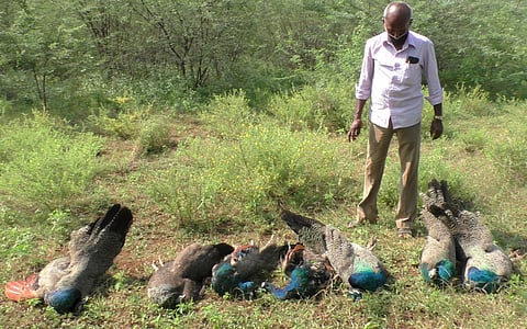 மணப்பாறை அருகே மா்மமான முறையில் 7 மயில்கள் உயிரிழப்பு