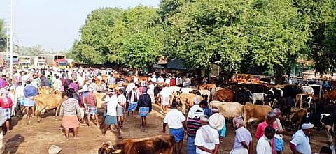 பசுந்தீவன உற்பத்தி அதிகரிப்பு:கறவை மாடுகள் வளா்ப்பில் விவசாயிகள் ஆா்வம்