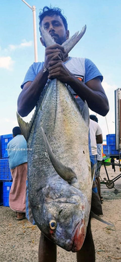 பாம்பன் மீனவா் வலையில் ராட்சத கருங்கன்னி பாறை மீன் சிக்கியது