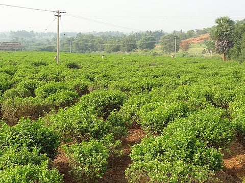 கடும் பனிப்பொழிவு: மல்லிகைப் பூ கிலோ ரூ. 2050க்கு விற்பனை