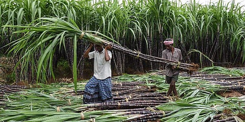 கரும்புக்கு ரூ.10,000 மானியம் வழங்கும் திட்டம்: முதல் முறையாக புதுவையில் அறிமுகம்