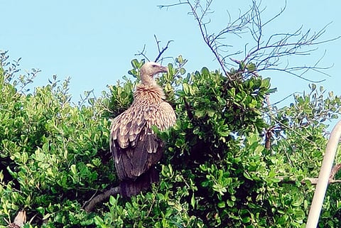 கோடியக்கரை சரணாலய வனப் பகுதியில் காணப்படும் அரிய இன கழுகு.