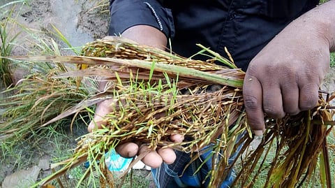 தஞ்சையில் மீண்டும் பெய்து வரும் மழையால் முளைக்கும் நெற் பயிர்கள்.
