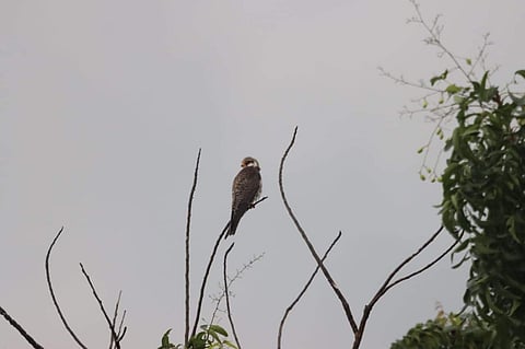 கோடியக்கரையில் காணப்படும் அமுர் பால்கன் பறவை.