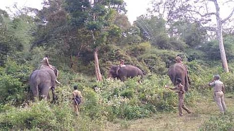 சேரம்பாடி பகுதியில் உள்ள அடா் வனப் பகுதியில் ஆட்கொல்லி யானையை, கும்கிகள் விஜய், பொம்மன், கலீல் யானைகள் துணையுடன் தேடும் பணியில் ஈடுபட்டுள்ள வனத் துறையினா்.