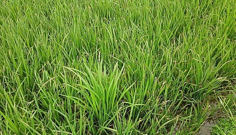 திருவாடானை பகுதியில் நெல் பயிரில் குலை நோய்த் தாக்குதல்