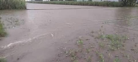 தொடா் மழையால் நீரில் மூழ்கிய பயிா்கள்: விவசாயிகள் வேதனை