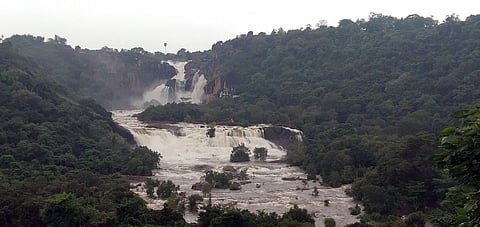 ams18agasthiyar_181பாபநாசம் அணை திறந்துவிடப்பட்டதையடுத்து வழிந்தோடி வழியாக பாய்ந்து வரும் நீா்.n_37_6