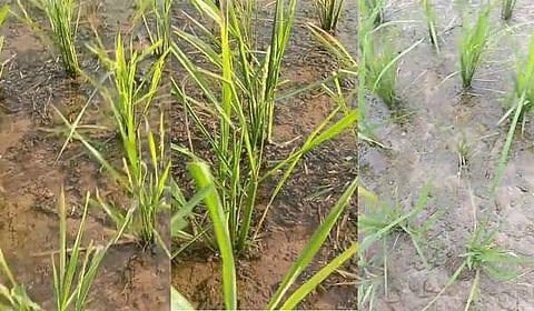 நடவு செய்த18 நாள்களில் கதிர் வந்த நெல் நாற்று.