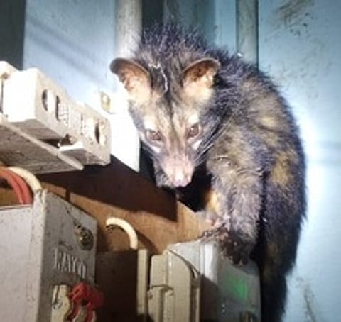 வத்தலகுண்டுவில் வீட்டிற்குள் ஞாயிற்றுக்கிழமை பதுங்கியிருந்த மரநாய்.