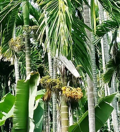 பாக்கு மரங்களில் பழுத்துள்ள பாக்குக் காய்கள்.