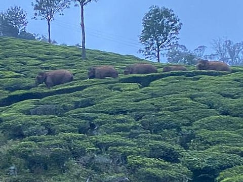 குன்னூா் பகுதியில் தேயிலைத் தோட்டத்தில் முகாமிட்டுள்ள யானைகள்.