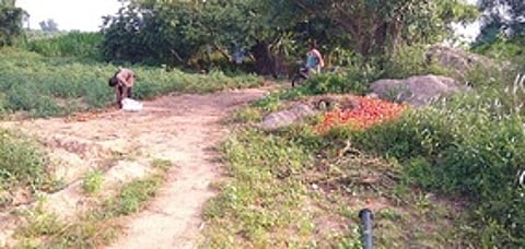 சாலையில் கொட்டப்பட்டுள்ள தக்காளி பழங்கள்.