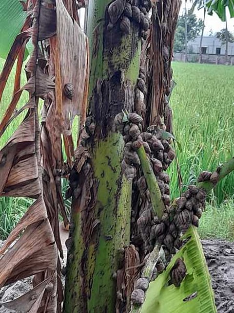 மதுரையை அடுத்த பரவையில் வாழையில் கொத்து கொத்தாகப் பரவிக் கிடக்கும் ஆப்பிரிக்க நத்தை.