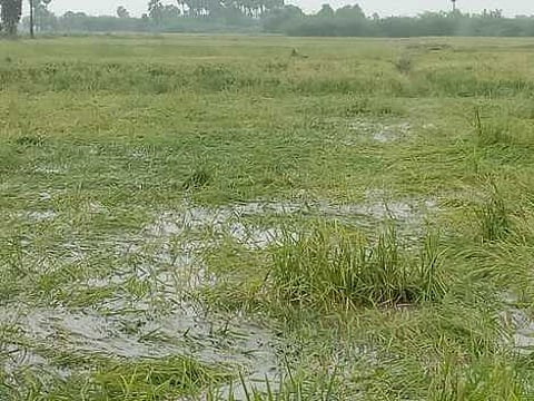 தண்ணீரில் மூழ்கிய நெற்பயிா்கள்