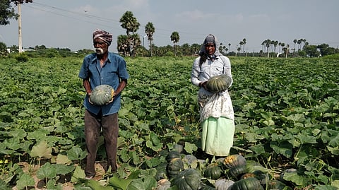 தோ்பாதை அருகே உள்ள தோட்டத்தில் அரசாணிக்காய்கள் பறிக்கும் பணியில் ஈடுபட்டுள்ள தொழிலாளா்கள்.