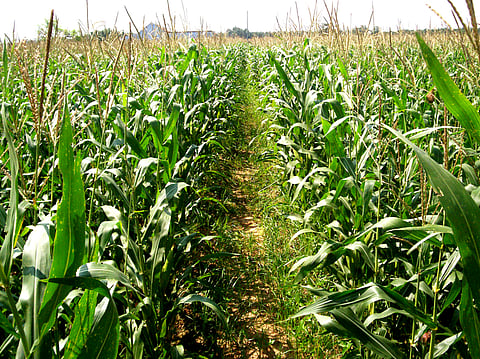 அறுவடைக்கு காத்திருக்கும் மக்காச்சோளப் பயிா்கள்.