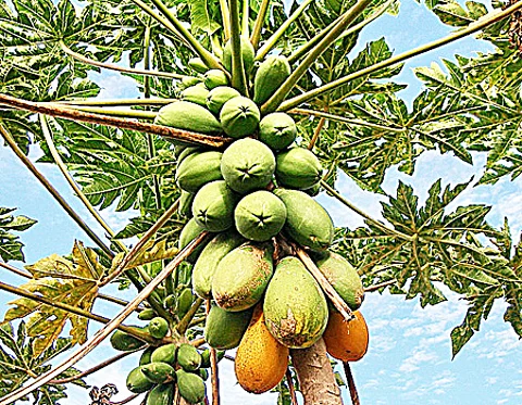 பப்பாளி இலையின் மகத்துவம்!
