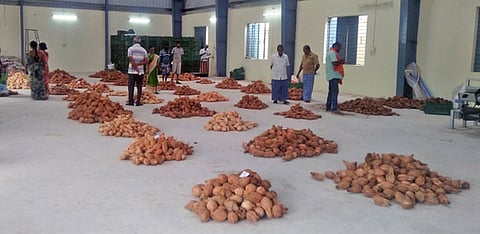 ஏல விற்பனைக்கு கொண்டு வரப்பட்டிருந்த தேங்காய்கள்.