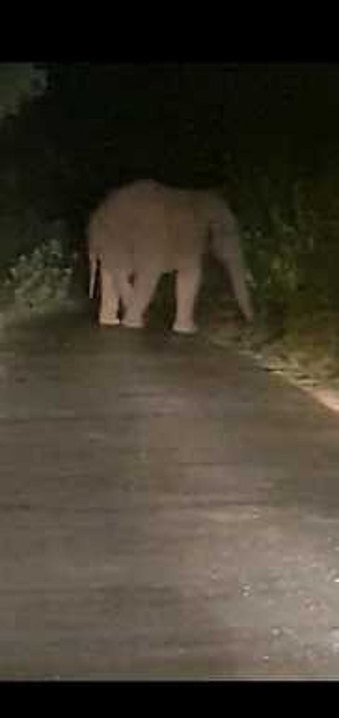 தேன்கனிக்கோட்டை அருகே சானமாவு வனப்பகுதிச் சாலையில் இரவு நேரத்தில் வழி மறித்து நின்ற ஒற்றை யானை.