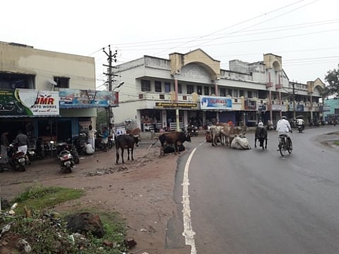 திருவாரூா் - கூத்தாநல்லூா் சாலையில் படுத்திருக்கும் கால்நடைகள்.