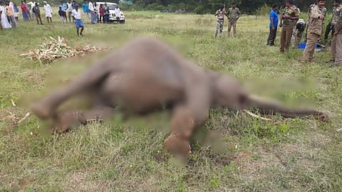 உயிரிழந்த யானை.