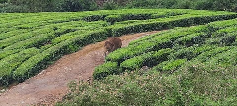 ஹைவேவிஸ் மலைக் கிராமத்தில் தேயிலைத் தோட்டங்களில் சுற்றிவரும் ஒற்றை யானை.