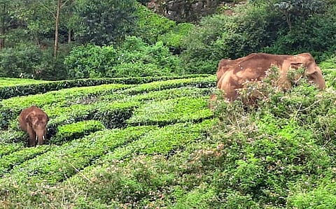 ஹைவேவிஸ் மலைக்கிராமத்தில் மேல்மணலாா் பகுதி தேயிலைத்தோட்டங்களில் உலாவும் காட்டு யானைகள்.