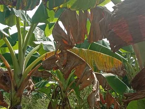 மானாமதுரை அருகே தெற்கு சந்தனூரில் மஞ்சள் நோய் தாக்குதலால் சேதமடைந்த வாழை மரங்கள்.