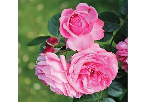 ரோஜா பூ..!