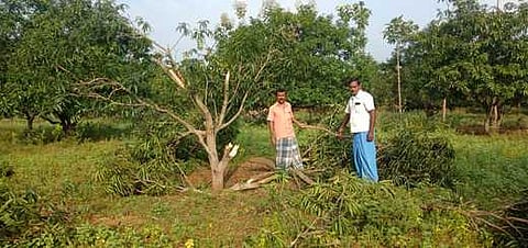 தோப்பில் வேரோடு சாய்ந்து கிடக்கும் மாமரம்.
