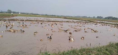 தேனி மாவட்டம் கம்பம் நாராயணத்தேவன்பட்டி சாலையில் சின்னவாய்க்கால் பாசன பரவு அறுவடை முடிந்த வயலில் வாத்துக்கள் மேய்கின்றன.