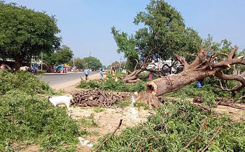விரிவாக்கப்பணிக்காக திருச்சி- புதுக்கோட்டை சாலையில் வெட்டப்படும் மரங்கள்.