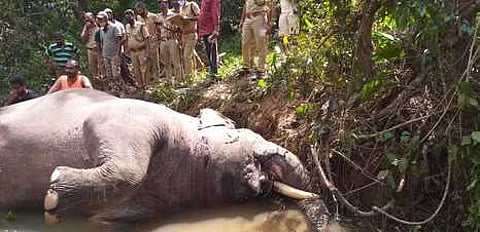 வயநாடு மாவட்டம், புல்பள்ளி குருக்கன்மூலா வனத்தில் யானைகளுக்கிடையே ஏற்பட்ட சண்டையில் உயிரிழந்த ஆண் யானை.