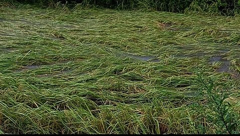 சம்பா பயிர்கள் நீரில் மூழ்கியது