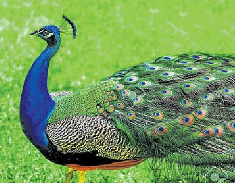 தோகை மயில்!