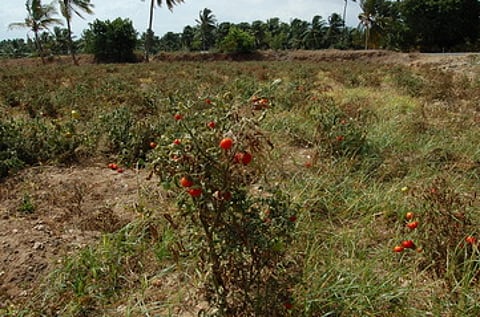 பல்லடம் பகுதியில் தக்காளி விலை வீழ்ச்சியால் செடிகளிலேயே தக்காளி வீணாகி வருகிறது.
