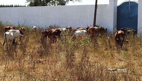 திருவள்ளூா் அருகே புதுமாவிலங்கை கிராமத்தில் சிறைபிடிக்கப்பட்ட பசுக்கள்.
