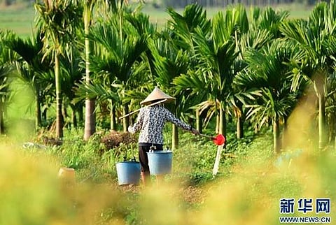 ஹைநான் தீவில் விறுவிறுப்பாக நடந்து வரும் விவசாயப் பணி