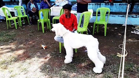 மாநில அளவிலான நாய்கள் கண்காட்சி