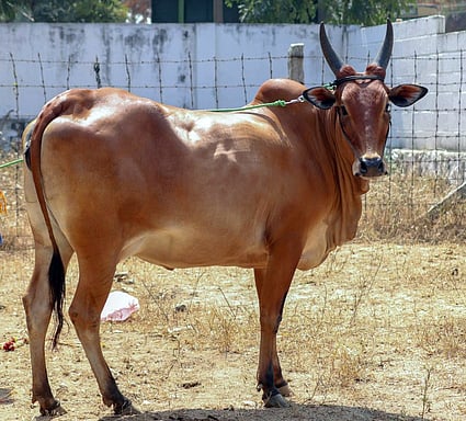 பழையகோட்டை காங்கேயம் இன மாட்டுச் சந்தையில் ரூ.87 ஆயிரத்துக்கு விற்கப்பட்ட காங்கேயம் இன செவலை பசு.