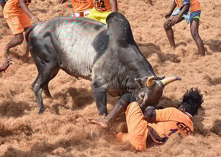 வசமாக சிக்கிய வீரரை புரட்டியெடுக்கும் காளை.