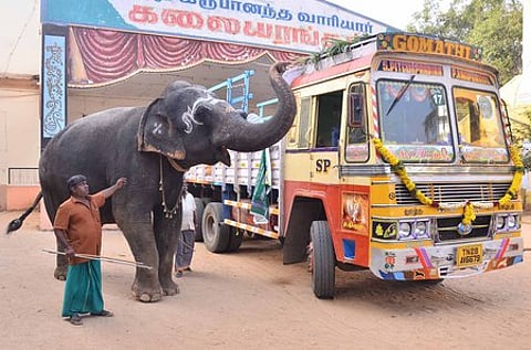 புத்துணா்வு முகாம் முடிந்து திரும்பியதுநெல்லையப்பா் கோயில் யானை