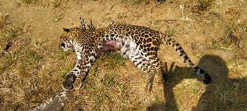 முள்ளம்பன்றியின் முள் குத்தியதில் இறந்து கிடக்கும் சிறுத்தை.