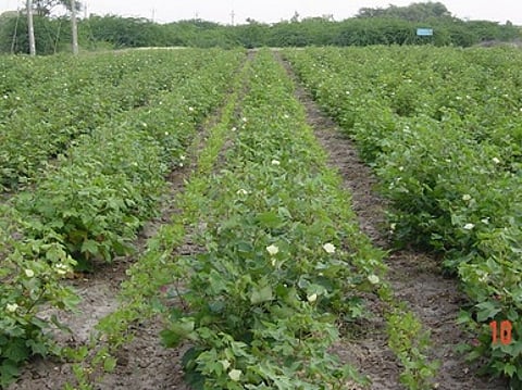 பருத்தி சாகுபடிசெய்யப்பட்ட வயல்.