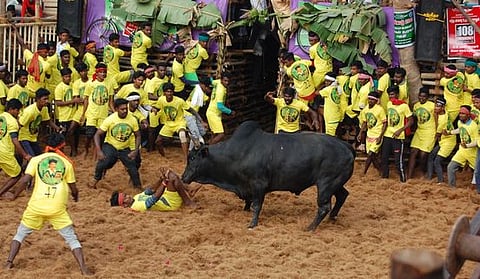 மாதாகோட்டையில் ஜல்லிக்கட்டு: 26 போ் காயம்